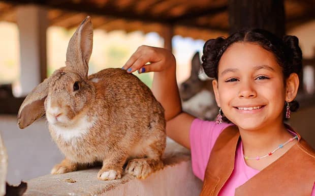 Interagir com os animais